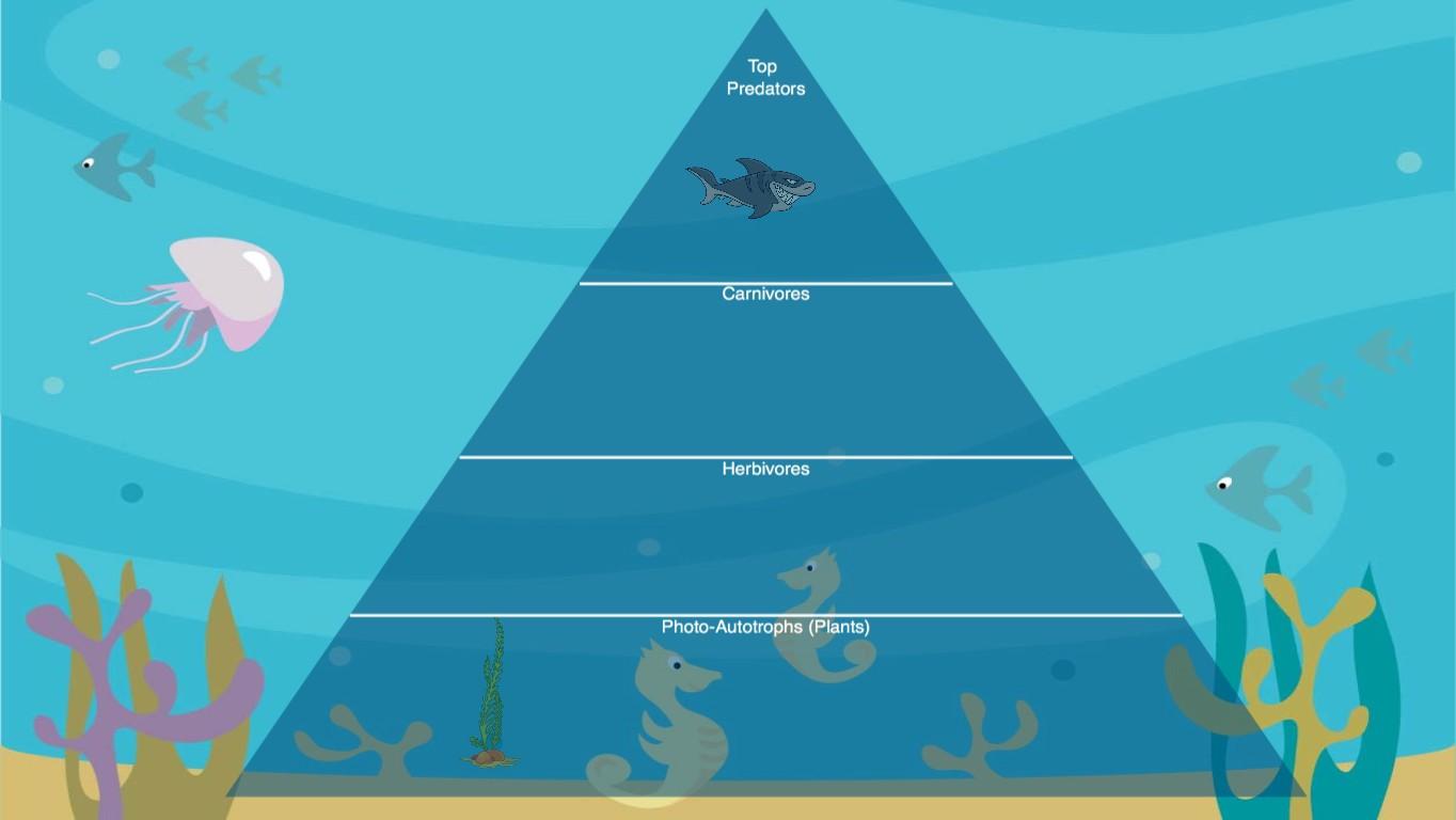 Ocean Ecological Pyramid