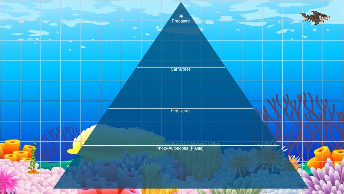 Ocean Ecological Pyramid