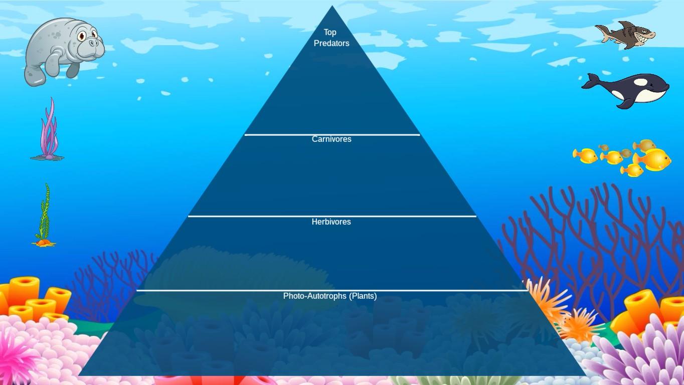 Ocean Ecological Pyramid