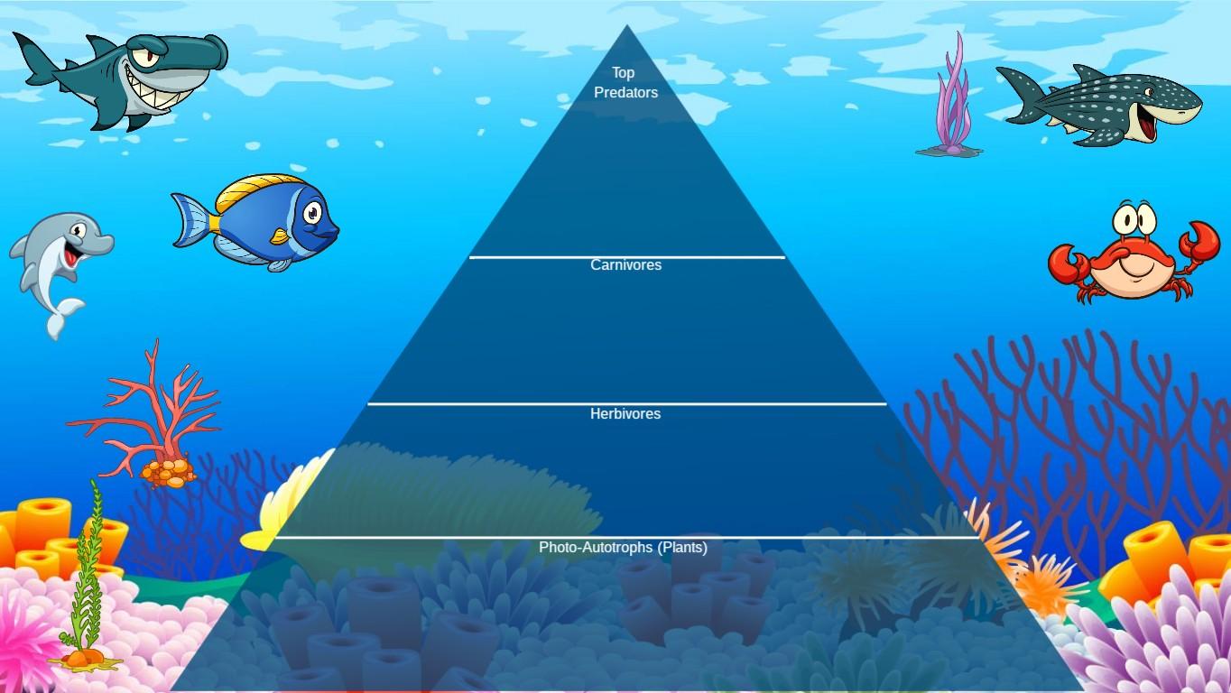 Ocean Ecological Pyramid