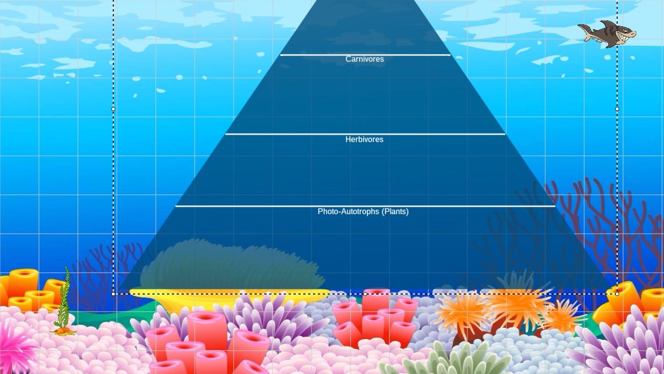 Ocean Ecological Pyramid