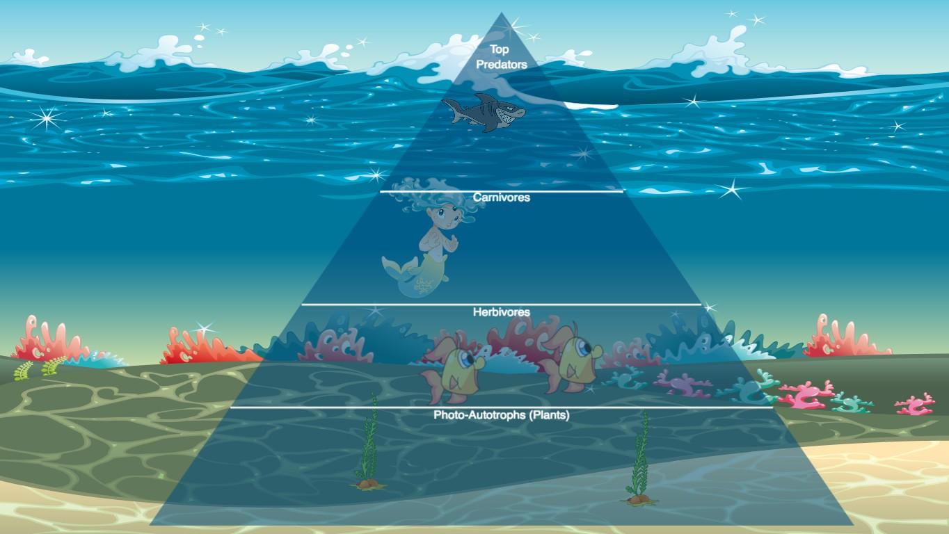 Ocean Ecological Pyramid