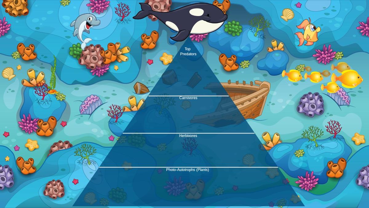 Ocean Ecological Pyramid