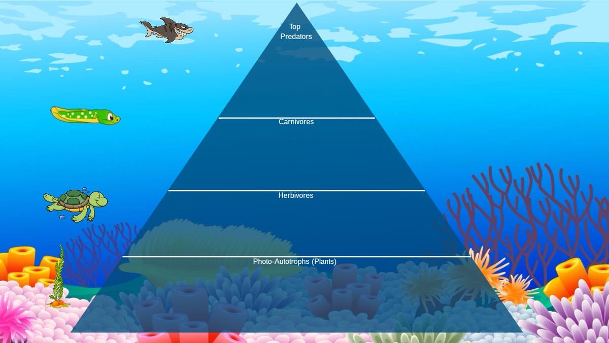 Ocean Ecological Pyramid