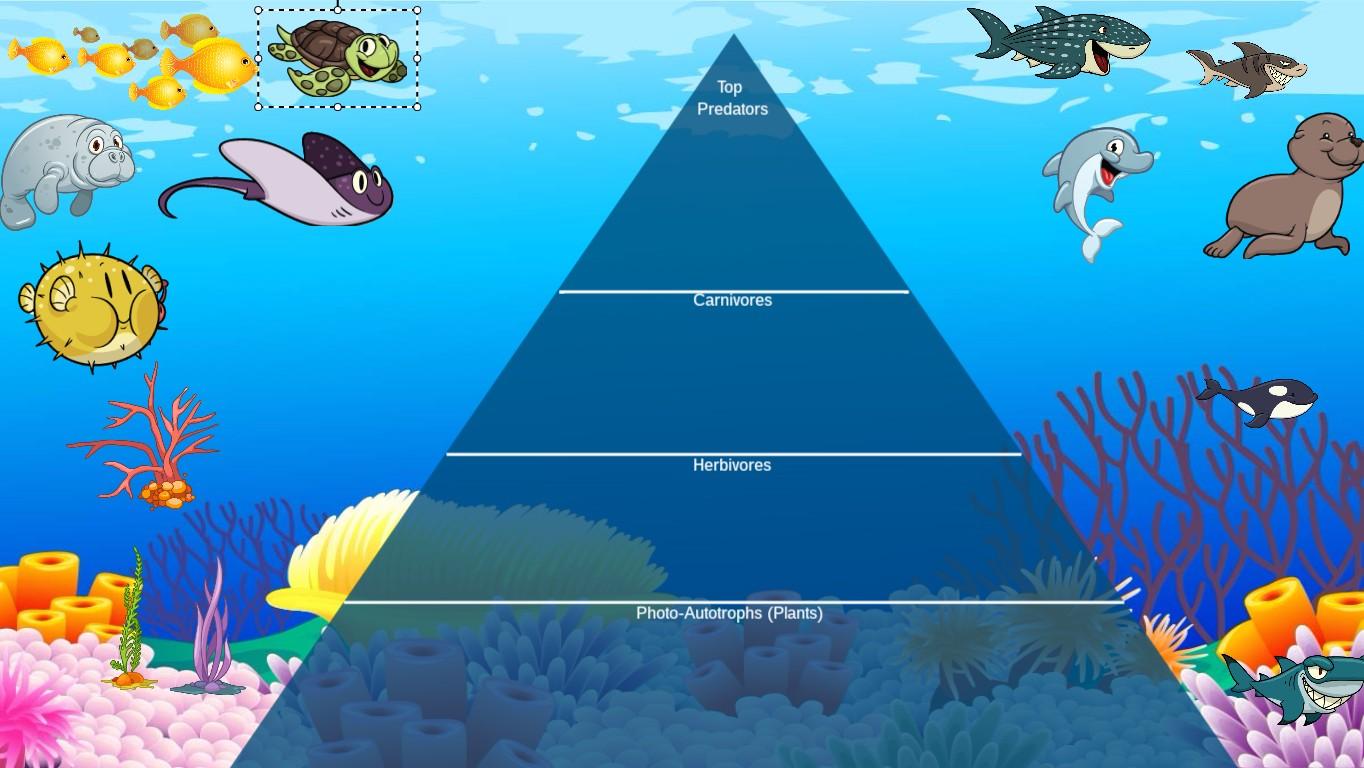 Ocean Ecological Pyramid