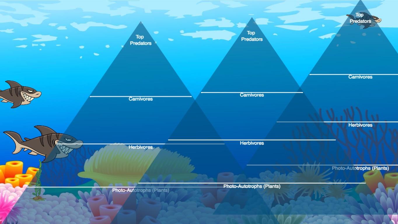 Ocean Ecological Pyramid