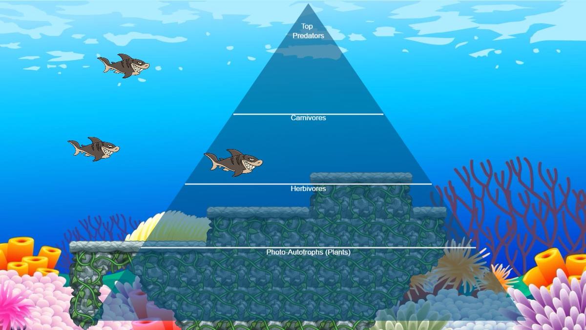 Ocean Ecological Pyramid