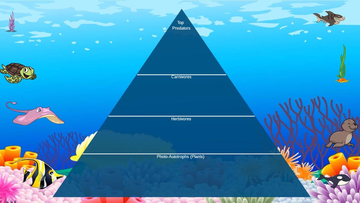 Ocean Ecological Pyramid