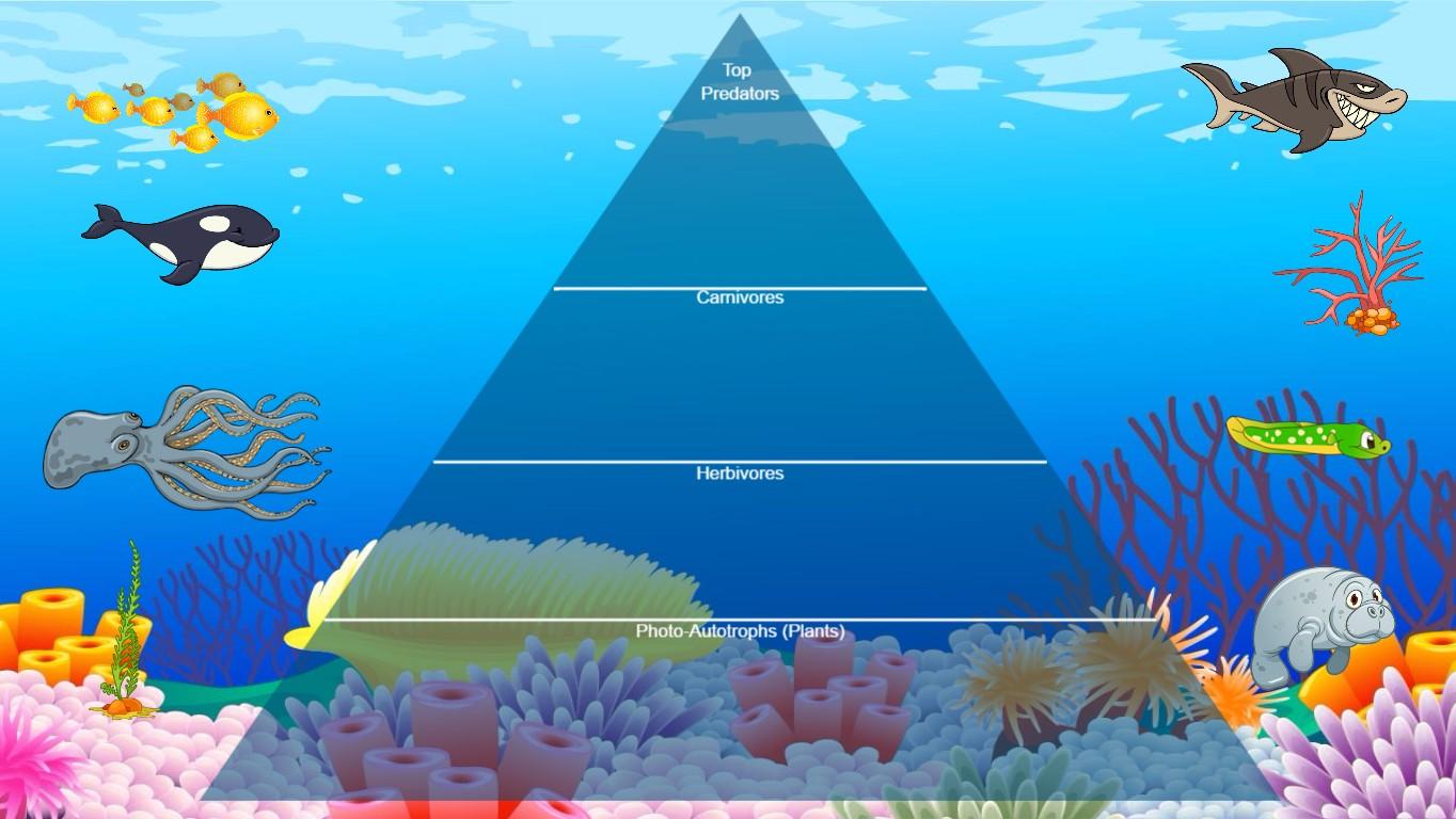 Ocean Ecological Pyramid