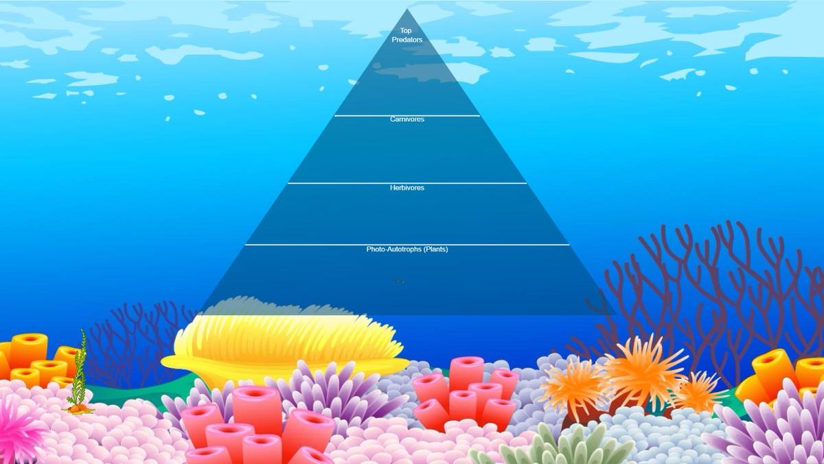 Ocean Ecological Pyramid