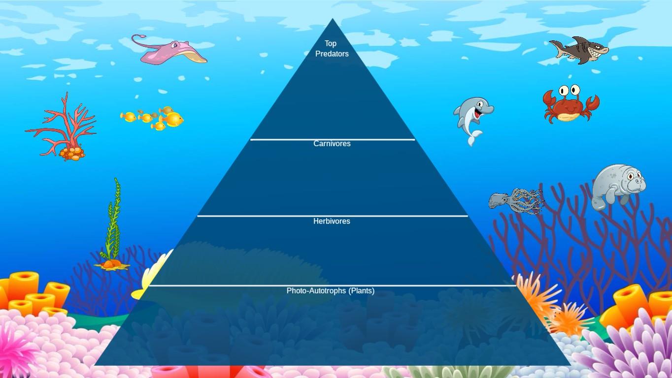 Ocean Ecological Pyramid