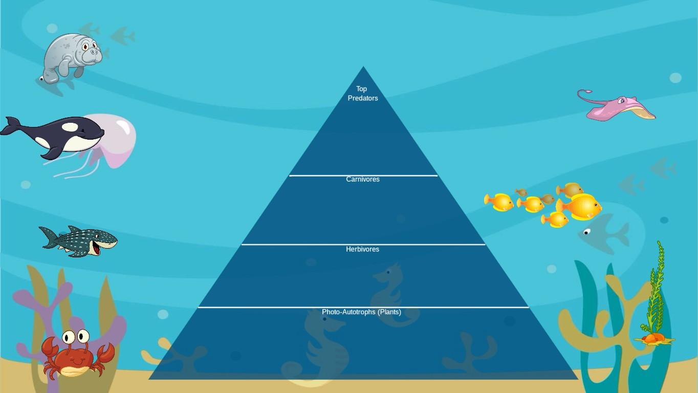 Ocean Ecological Pyramid