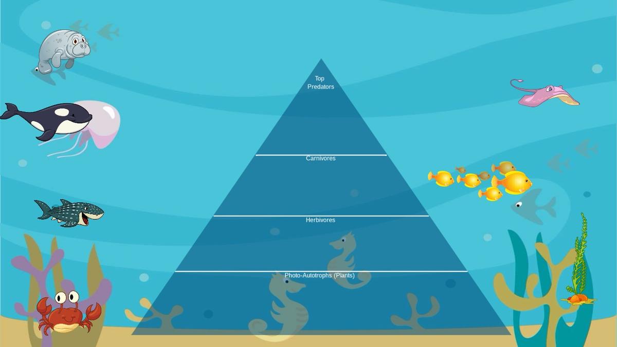 Ocean Ecological Pyramid