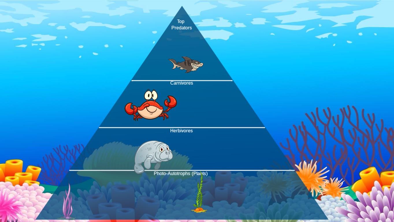 Ocean Ecological Pyramid