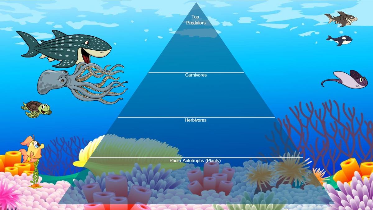 Ocean Ecological Pyramid