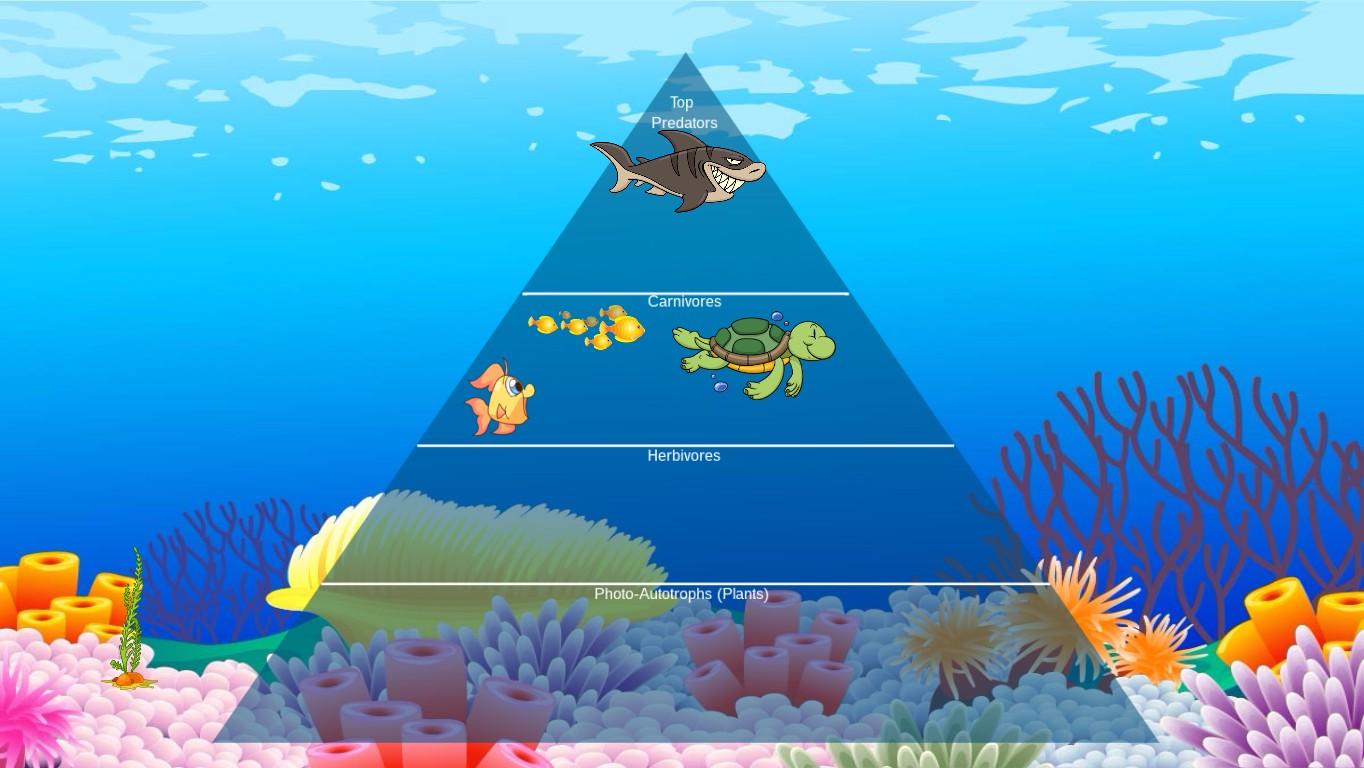 Ocean Ecological Pyramid