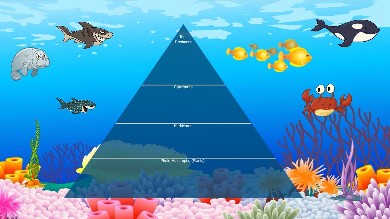 Ocean Ecological Pyramid