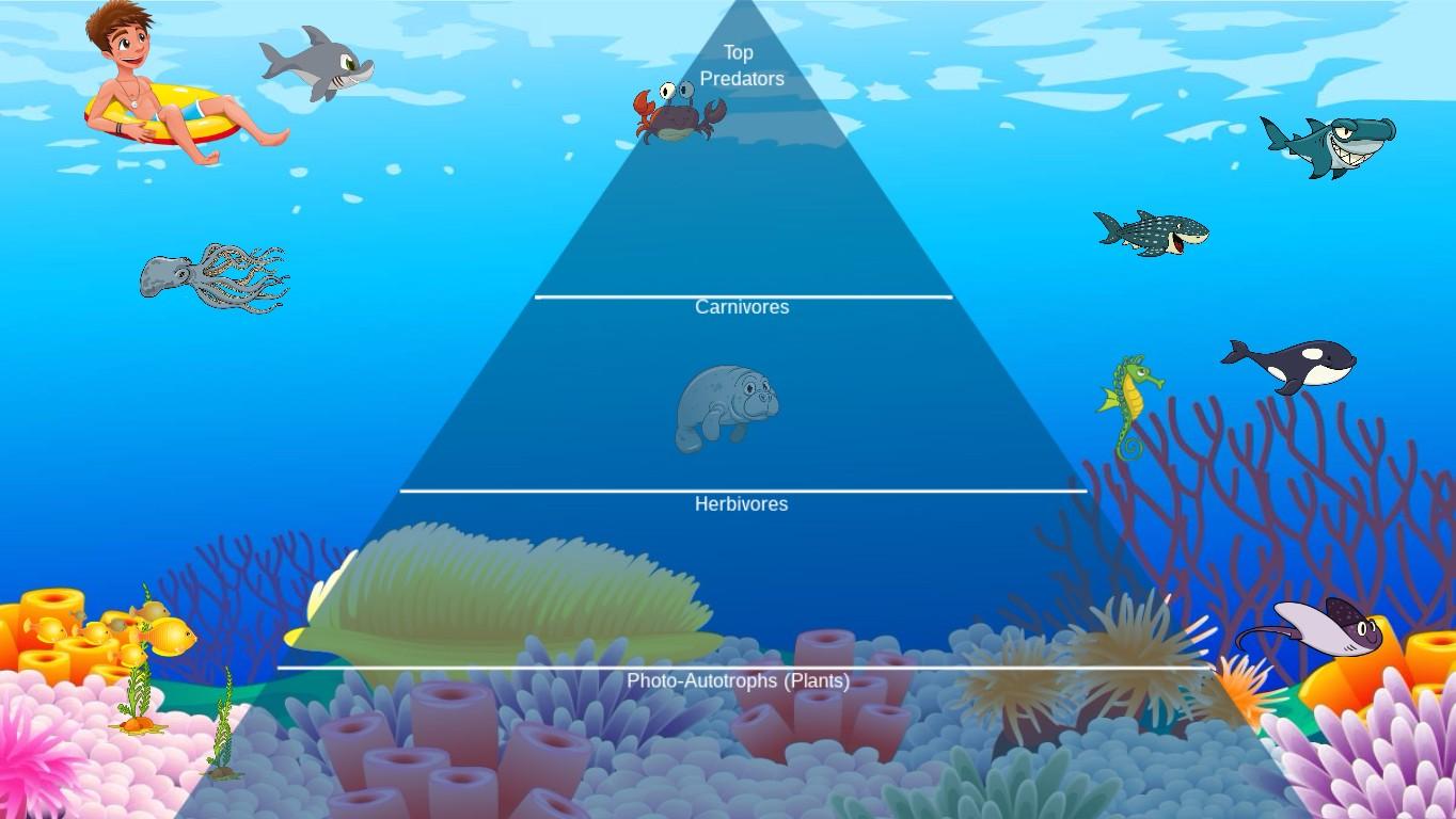 Ocean Ecological Pyramid