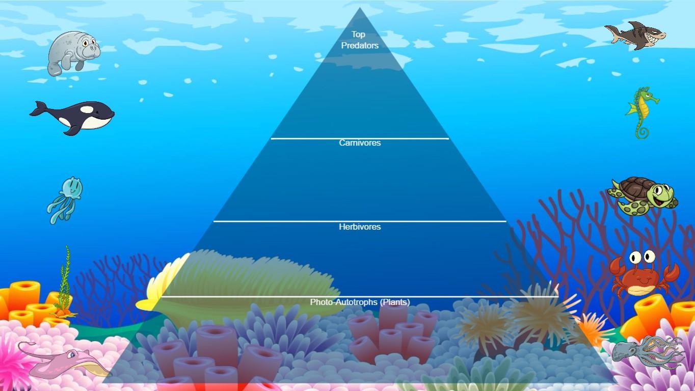 Ocean Ecological Pyramid