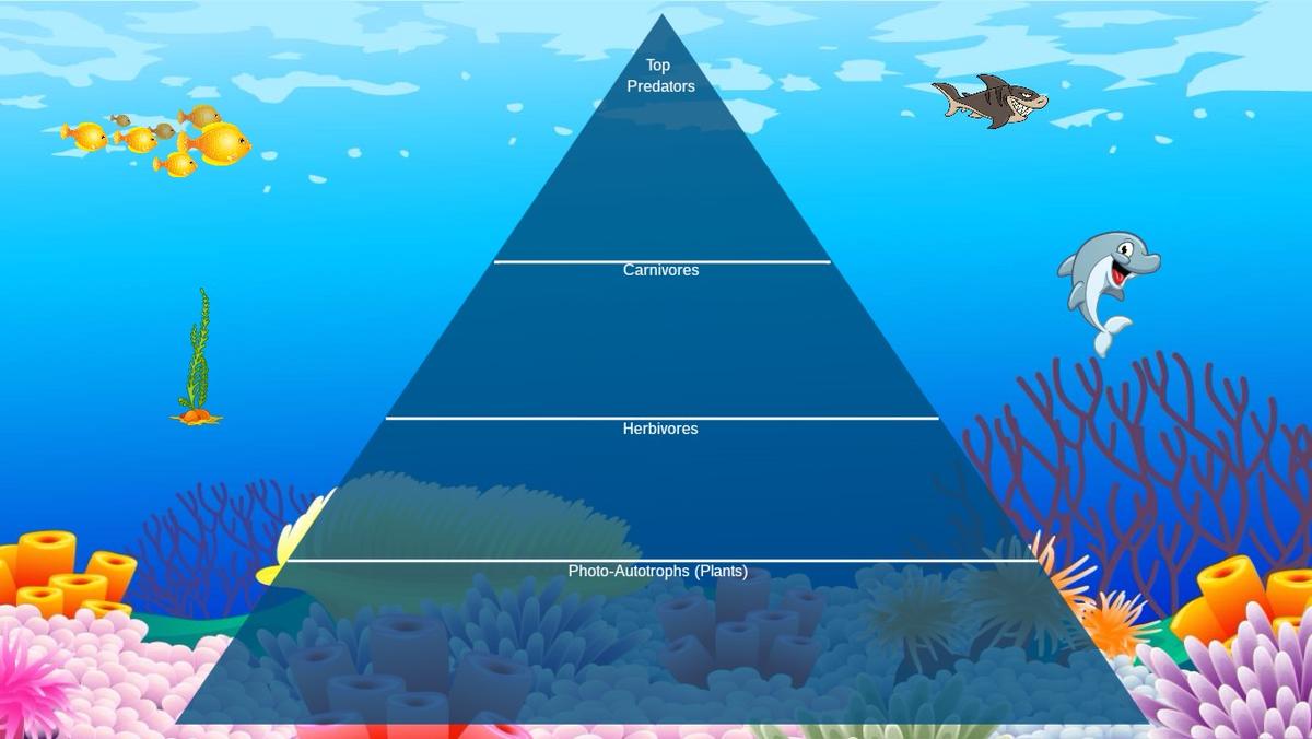 Ocean Ecological Pyramid