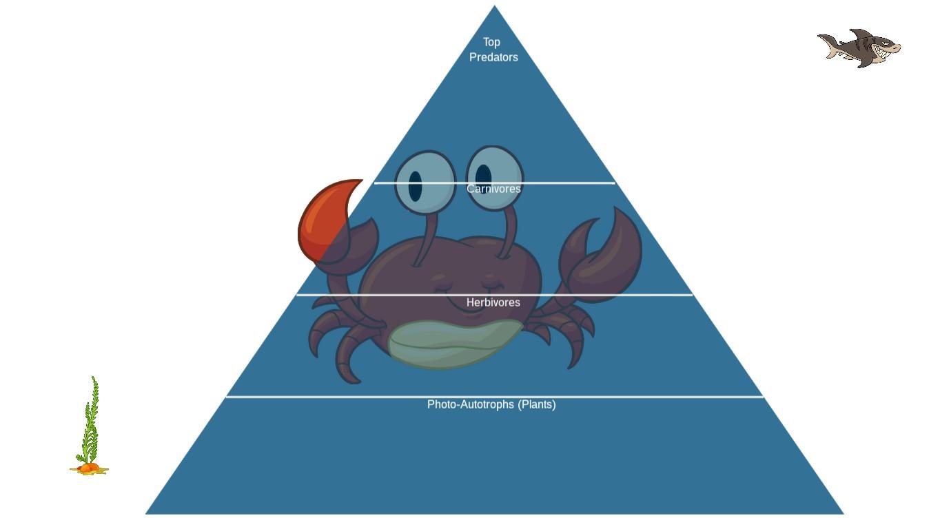 Ocean Ecological Pyramid