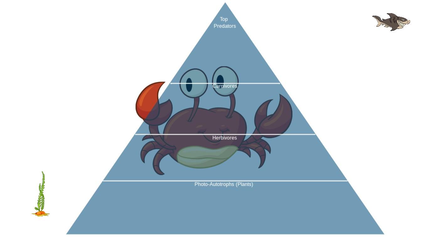 Ocean Ecological Pyramid