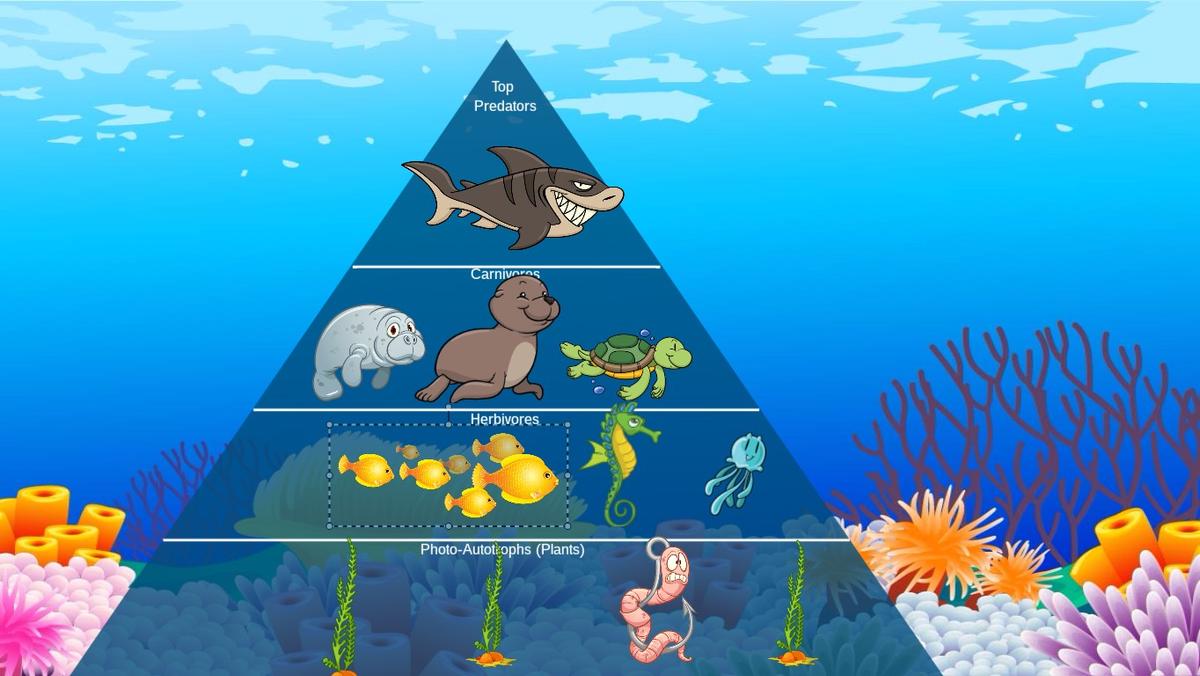 Ocean Ecological Pyramid