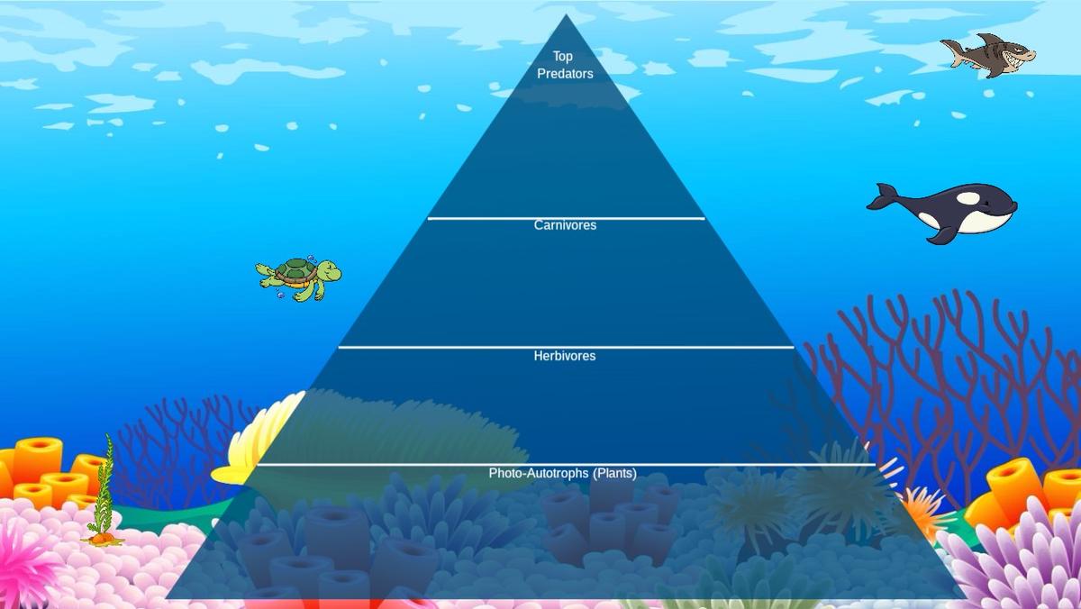 Ocean Ecological Pyramid