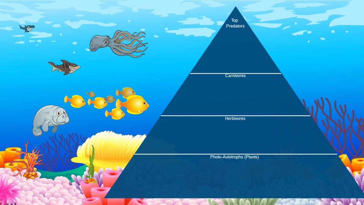 Ocean Ecological Pyramid