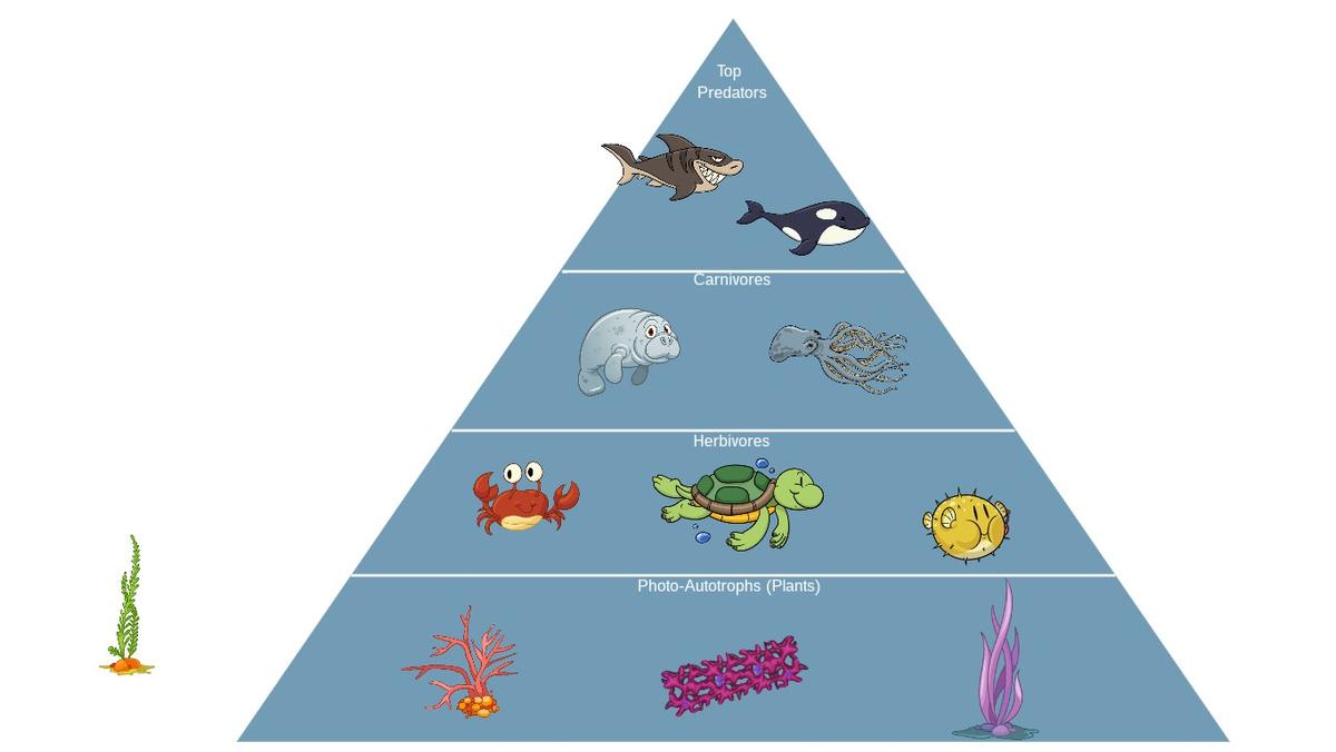 Ocean Ecological Pyramid