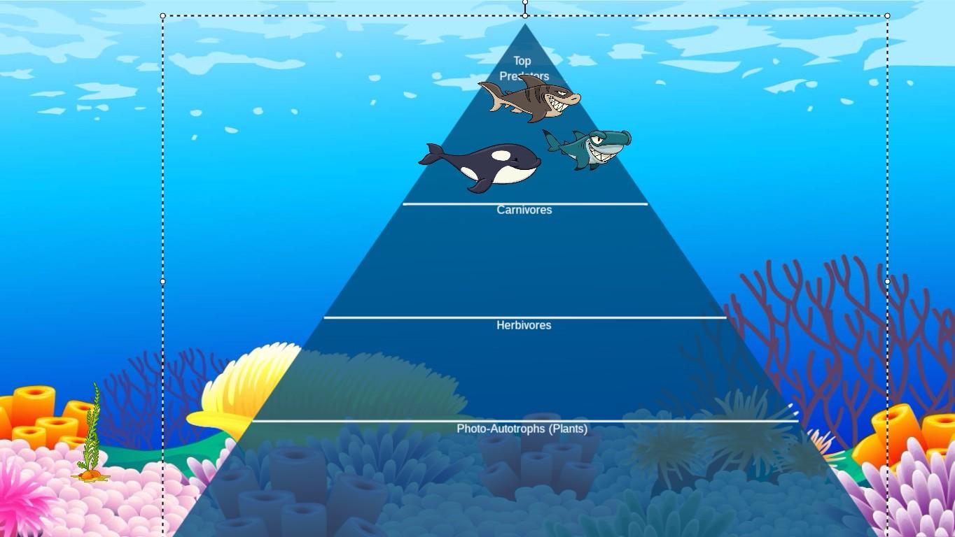 Ocean Ecological Pyramid