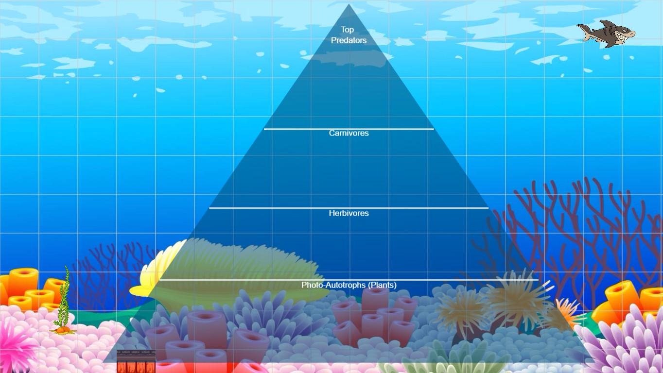 Ocean Ecological Pyramid