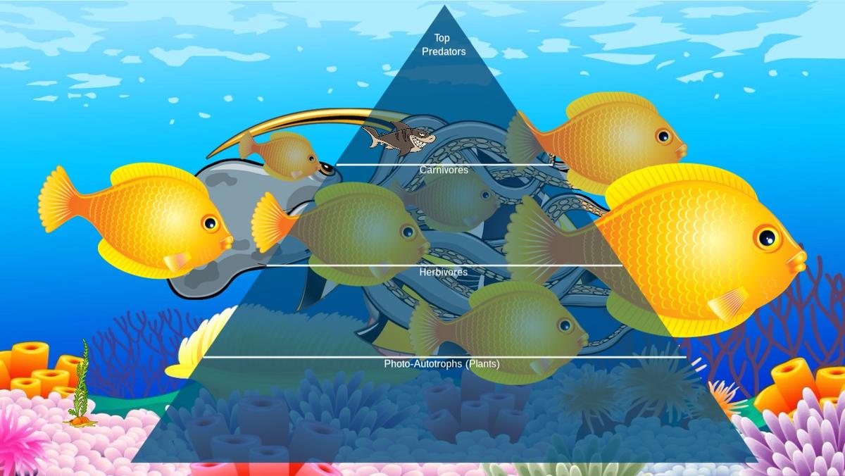 Ocean Ecological Pyramid