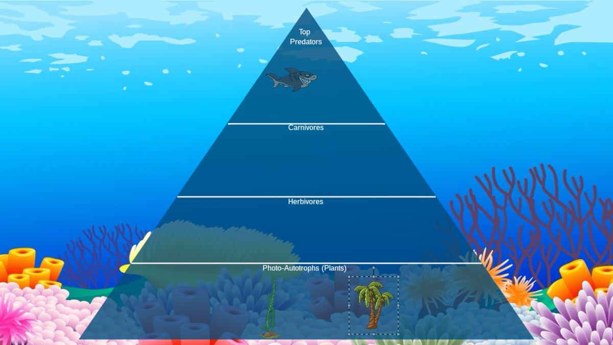 Ocean Ecological Pyramid