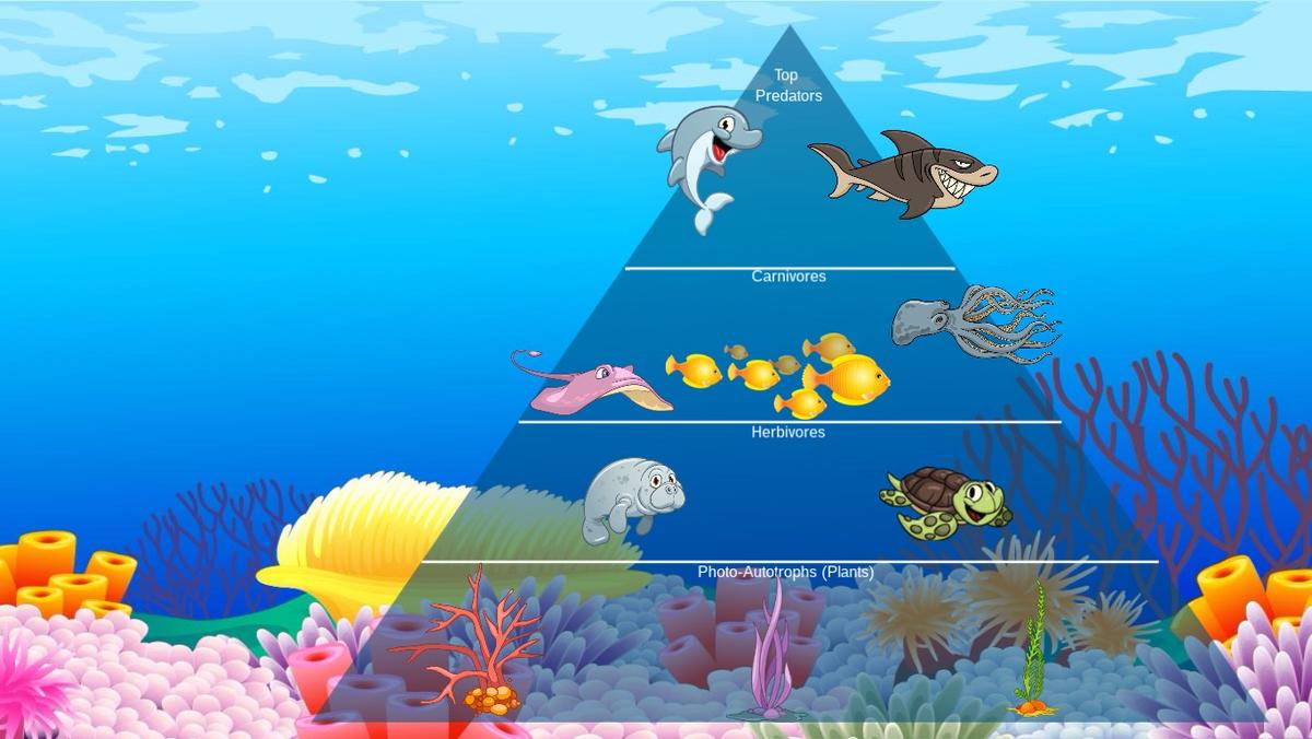 Ocean Ecological Pyramid