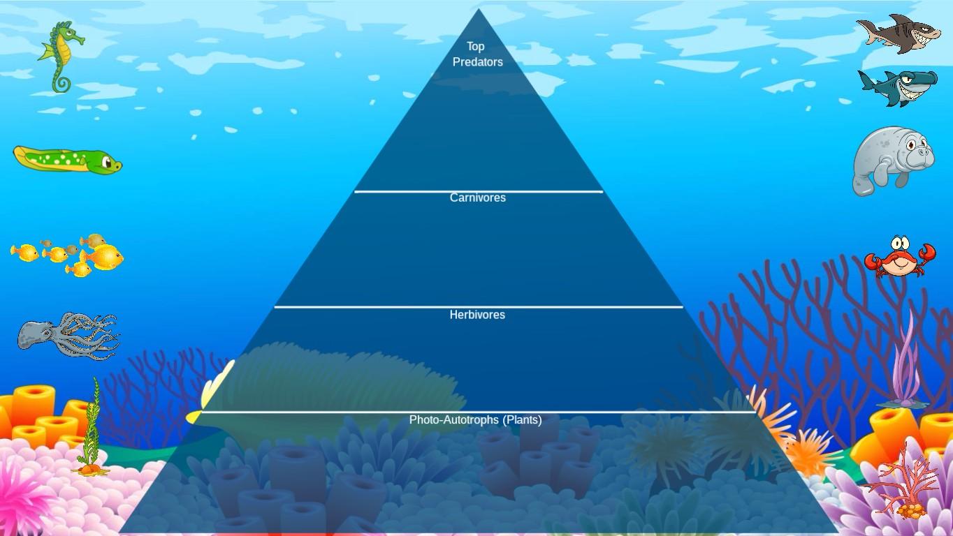 Ocean Ecological Pyramid