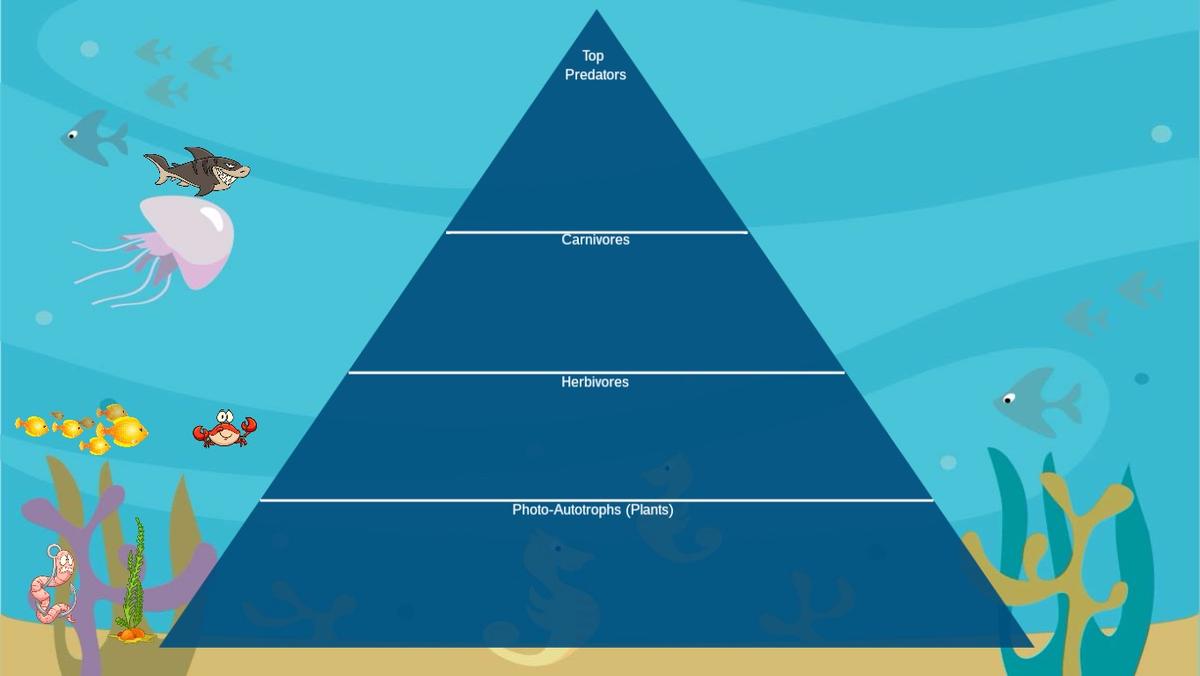 Ocean Ecological Pyramid