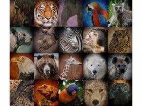 Save the Endangered!?