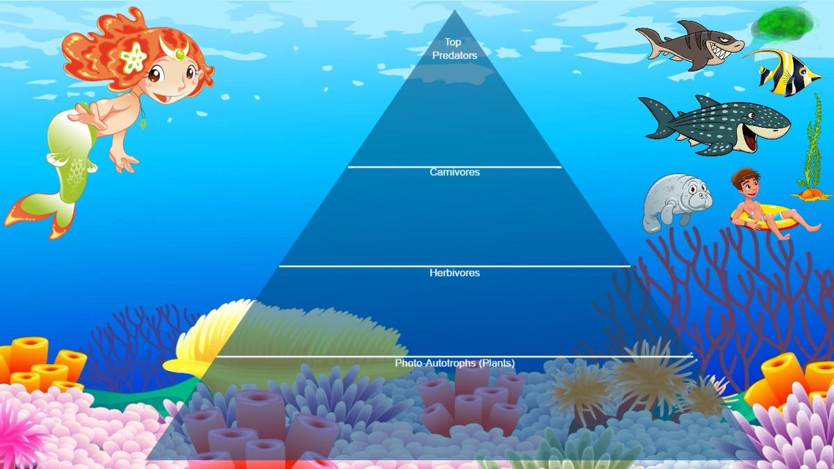 Ocean Ecological Pyramid