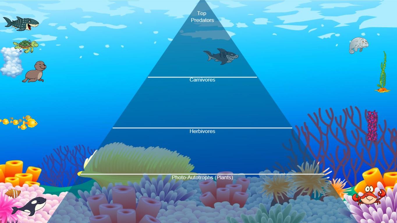 Ocean Ecological Pyramid