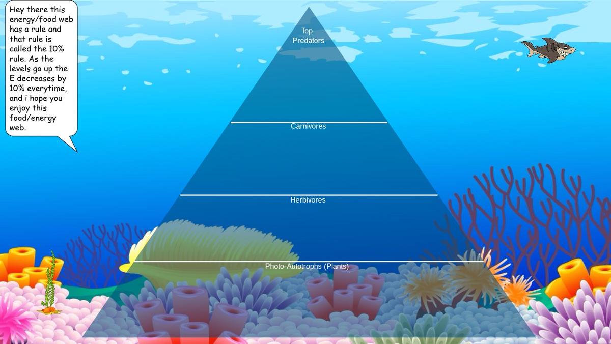 Ocean Ecological Pyramid