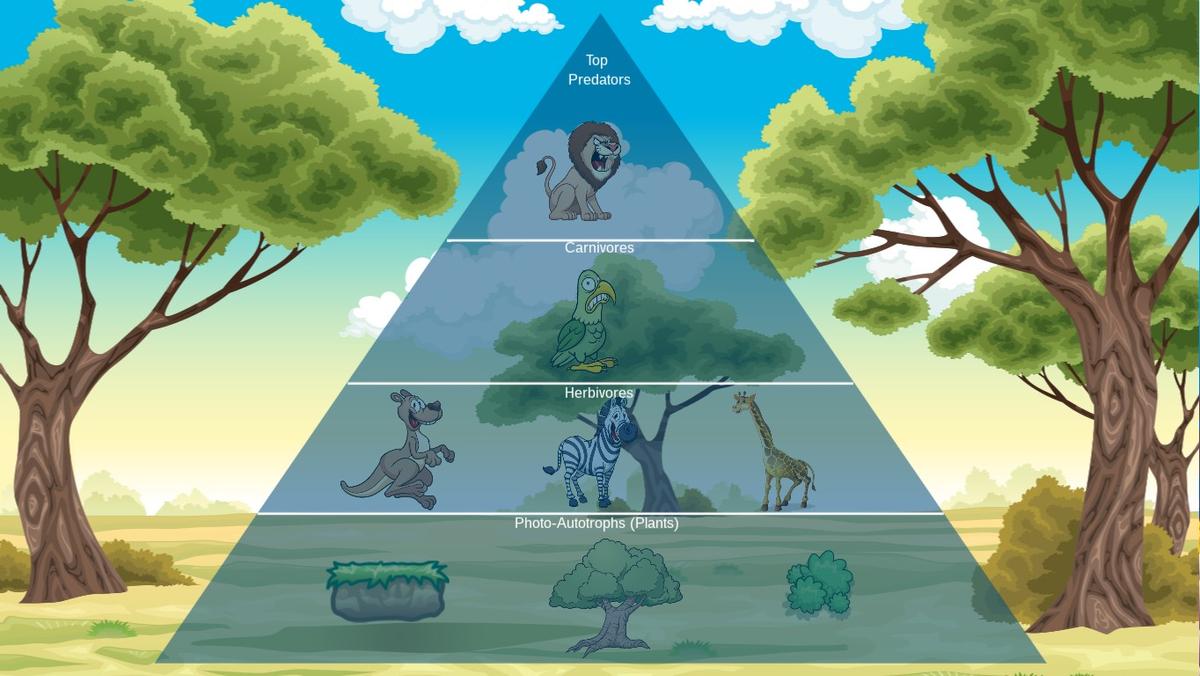 Savanna Ecological Pyramid