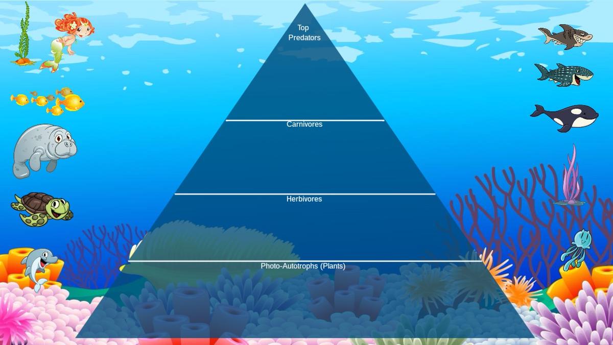 Ocean Ecological Pyramid