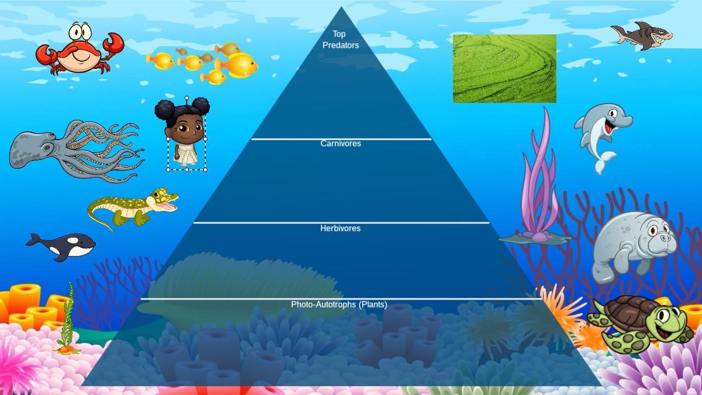 Ocean Ecological Pyramid