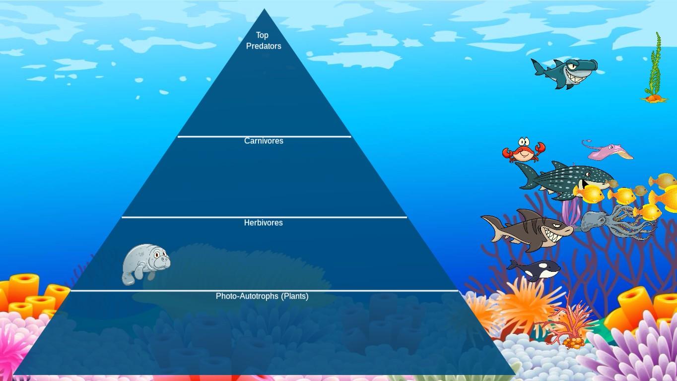 Ocean Ecological Pyramid