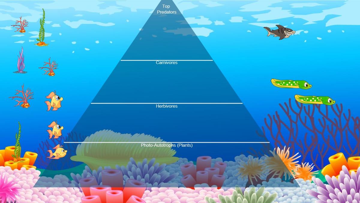 Ocean Ecological Pyramid