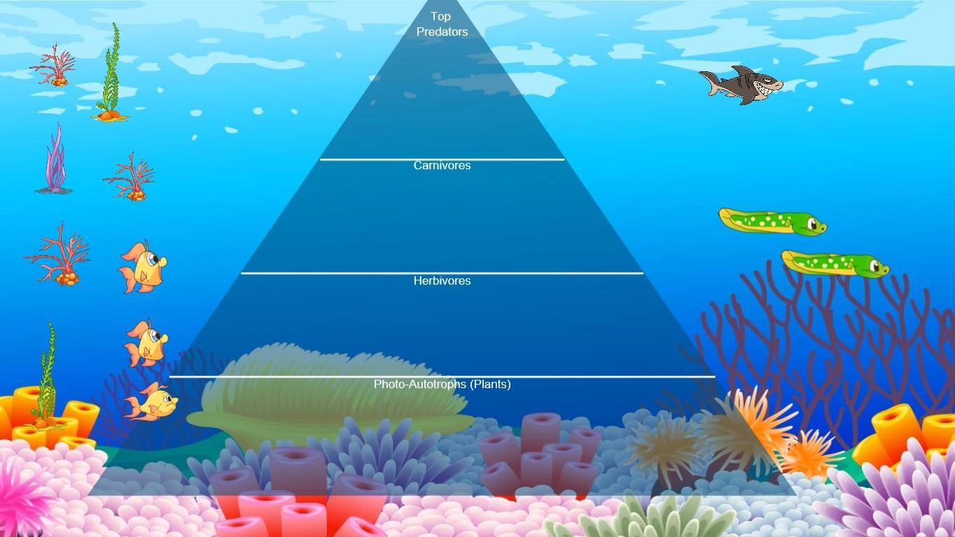 Ocean Ecological Pyramid