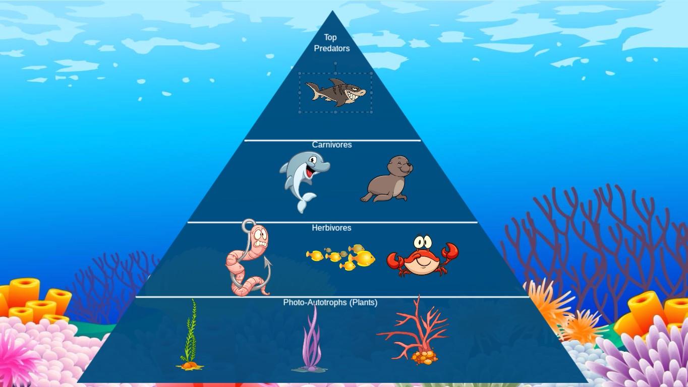 Ocean Ecological Pyramid