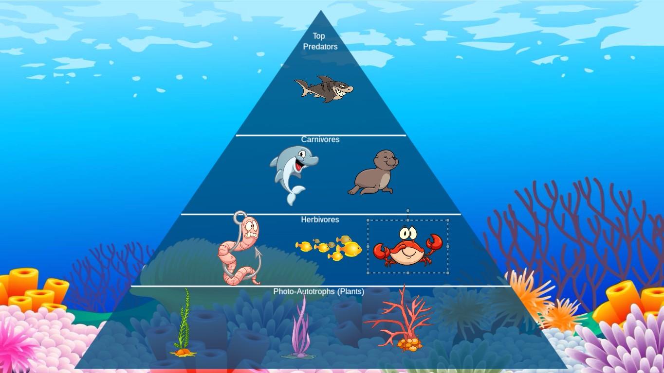 Ocean Ecological Pyramid