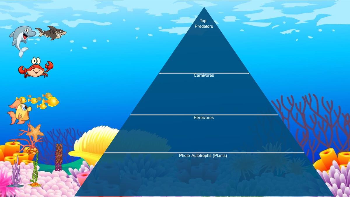 Ocean Ecological Pyramid